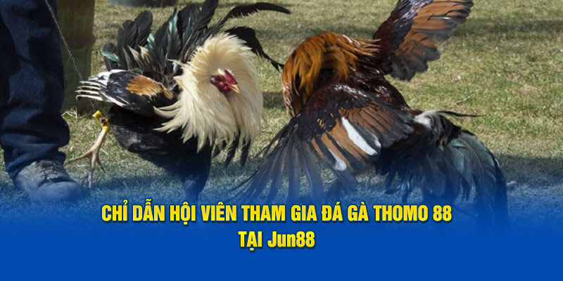 Chỉ dẫn hội viên tham gia đá gà thomo 88 tại Jun88 