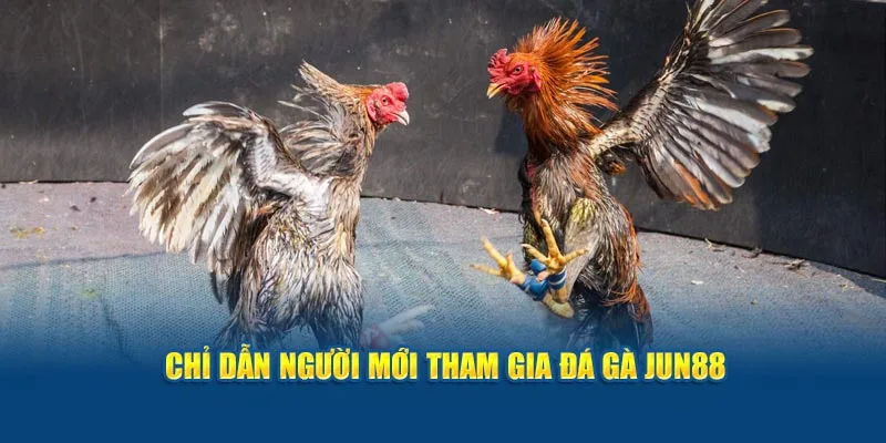 Chỉ dẫn người mới tham gia đá gà Jun88