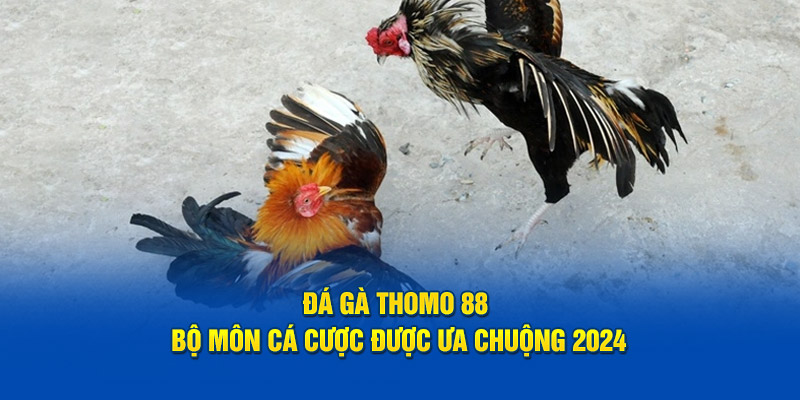 Đá Gà Thomo 88 - Bộ Môn Cá Cược Được Ưa Chuộng 2024