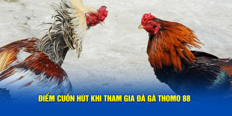 Điểm cuốn hút khi tham gia đá gà thomo 88