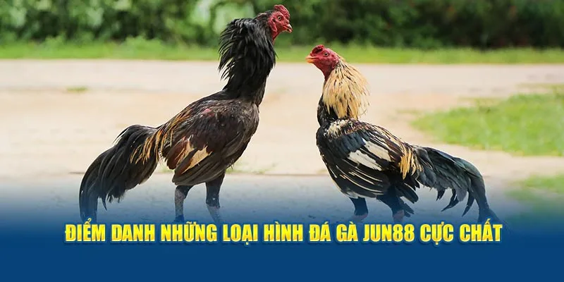 Điểm danh những loại hình đá gà Jun88 cực chất