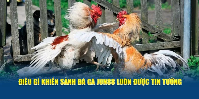 Điều gì khiến sảnh đá gà Jun88 luôn được tin tưởng