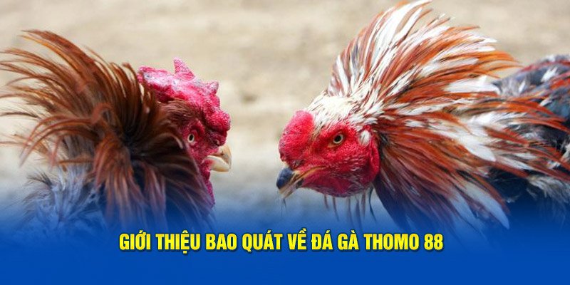 Giới thiệu bao quát về đá gà thomo 88